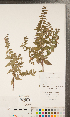  ( - CCDB-24896-E09)  @11 [ ] Copyright (2015) Deb Metsger Royal Ontario Museum