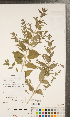  (Scutellaria x churchilliana - CCDB-24896-D09)  @11 [ ] Copyright (2015) Deb Metsger Royal Ontario Museum