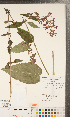  ( - CCDB-24896-B09)  @11 [ ] Copyright (2015) Deb Metsger Royal Ontario Museum