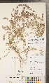  ( - CCDB-24896-A09)  @11 [ ] Copyright (2015) Deb Metsger Royal Ontario Museum