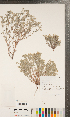  ( - CCDB-24897-E01)  @11 [ ] Copyright (2015) Deb Metsger Royal Ontario Museum