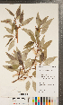  ( - CCDB-24897-B01)  @11 [ ] Copyright (2015) Deb Metsger Royal Ontario Museum