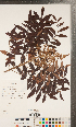  ( - CCDB-24897-F02)  @11 [ ] Copyright (2015) Deb Metsger Royal Ontario Museum