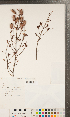  ( - CCDB-24897-E02)  @11 [ ] Copyright (2015) Deb Metsger Royal Ontario Museum