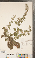  ( - CCDB-24897-B02)  @11 [ ] Copyright (2015) Deb Metsger Royal Ontario Museum