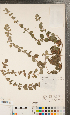  (Mentha x muelleriana - CCDB-24897-A02)  @11 [ ] Copyright (2015) Deb Metsger Royal Ontario Museum