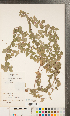  ( - CCDB-24897-H03)  @11 [ ] Copyright (2015) Deb Metsger Royal Ontario Museum