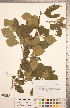  ( - CCDB-18301-A09)  @11 [ ] Copyright (2012) Tim Dickinson Royal Ontario Museum