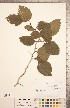  (Crataegus mollis var texana - CCDB-18301-D10)  @11 [ ] Copyright (2012) Tim Dickinson Royal Ontario Museum