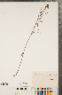  ( - CCDB-22989-G02)  @11 [ ] No Rights Reserved (2014) Deb Metsger Royal Ontario Museum