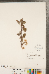  ( - CCDB-23110-G09)  @11 [ ] Copyright (2015) Deb Metsger Royal Ontario Museum