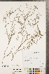  ( - CCDB-23112-E10)  @11 [ ] Copyright (2015) Deb Metsger Royal Ontario Museum
