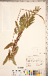  ( - CCDB-18287-G04)  @11 [ ] Copyright (2015) Deb Metsger Royal Ontario Museum