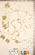  ( - CCDB-18287-B04)  @11 [ ] Copyright (2015) Deb Metsger Royal Ontario Museum
