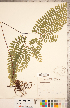  ( - CCDB-18287-G05)  @11 [ ] Copyright (2015) Deb Metsger Royal Ontario Museum