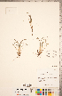  ( - CCDB-18287-C06)  @11 [ ] Copyright (2015) Deb Metsger Royal Ontario Museum