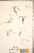 ( - CCDB-18287-B06)  @11 [ ] Copyright (2015) Deb Metsger Royal Ontario Museum