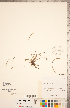  ( - CCDB-18287-A06)  @11 [ ] Copyright (2015) Deb Metsger Royal Ontario Museum