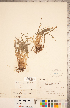  ( - CCDB-18287-H07)  @11 [ ] Copyright (2015) Deb Metsger Royal Ontario Museum