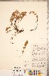  ( - CCDB-18287-H11)  @11 [ ] Copyright (2015) Deb Metsger Royal Ontario Museum