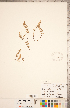  ( - CCDB-18287-G11)  @11 [ ] Copyright (2015) Deb Metsger Royal Ontario Museum