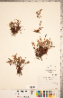  ( - CCDB-18287-F11)  @11 [ ] Copyright (2015) Deb Metsger Royal Ontario Museum