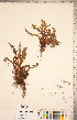  ( - CCDB-18347-A10)  @11 [ ] Copyright (2015) Deb Metsger Royal Ontario Museum