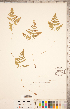 ( - CCDB-18347-H11)  @11 [ ] Copyright (2015) Deb Metsger Royal Ontario Museum