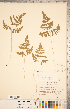  ( - CCDB-18347-F11)  @11 [ ] Copyright (2015) Deb Metsger Royal Ontario Museum