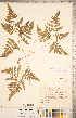  ( - CCDB-18347-E11)  @11 [ ] Copyright (2015) Deb Metsger Royal Ontario Museum
