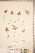  (Pentagramma - CCDB-18347-F12)  @11 [ ] Copyright (2015) Deb Metsger Royal Ontario Museum