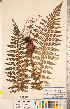  ( - CCDB-18347-C12)  @11 [ ] Copyright (2015) Deb Metsger Royal Ontario Museum