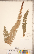  ( - CCDB-18346-H04)  @11 [ ] Copyright (2015) Deb Metsger Royal Ontario Museum