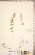  ( - CCDB-18346-G05)  @11 [ ] Copyright (2015) Deb Metsger Royal Ontario Museum