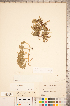  ( - CCDB-18346-D06)  @11 [ ] Copyright (2015) Deb Metsger Royal Ontario Museum