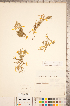  (Diphasiastrum x sabinifolium - CCDB-18346-C06)  @11 [ ] Copyright (2015) Deb Metsger Royal Ontario Museum