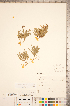 ( - CCDB-18346-B06)  @11 [ ] Copyright (2015) Deb Metsger Royal Ontario Museum