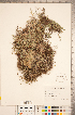  ( - CCDB-18346-E07)  @11 [ ] Copyright (2015) Deb Metsger Royal Ontario Museum