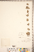  ( - CCDB-18346-A07)  @11 [ ] Copyright (2015) Deb Metsger Royal Ontario Museum