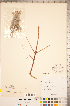  ( - CCDB-18346-C08)  @11 [ ] Copyright (2015) Deb Metsger Royal Ontario Museum