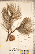  ( - CCDB-18346-B08)  @11 [ ] Copyright (2015) Deb Metsger Royal Ontario Museum