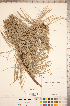 ( - CCDB-18346-A08)  @11 [ ] Copyright (2015) Deb Metsger Royal Ontario Museum