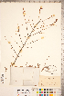  ( - CCDB-18346-H10)  @11 [ ] Copyright (2015) Deb Metsger Royal Ontario Museum