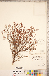  ( - CCDB-18346-G10)  @11 [ ] Copyright (2015) Deb Metsger Royal Ontario Museum