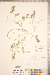  ( - CCDB-18346-E11)  @11 [ ] Copyright (2015) Deb Metsger Royal Ontario Museum