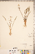  ( - CCDB-18346-G12)  @11 [ ] Copyright (2015) Deb Metsger Royal Ontario Museum