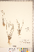  ( - CCDB-18346-F12)  @11 [ ] Copyright (2015) Deb Metsger Royal Ontario Museum