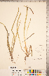  ( - CCDB-18290-E01)  @11 [ ] Copyright (2015) Deb Metsger Royal Ontario Museum