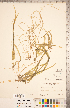  ( - CCDB-18290-D01)  @11 [ ] Copyright (2015) Deb Metsger Royal Ontario Museum