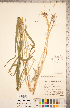  ( - CCDB-18290-H04)  @11 [ ] Copyright (2015) Deb Metsger Royal Ontario Museum